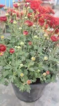 One of the best Chrysanthemum Flowering Plant - (What do you think?)