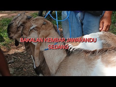 Wage market ngunut tulung agung east java indonesia (07 04 2026) today#