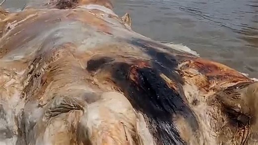 New globster washes up in Malaysia
