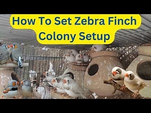 How Set Finch Colony Setup For Breeding 😍🐦 | Zebra Finch Breeding Setup | Khubaib Pets