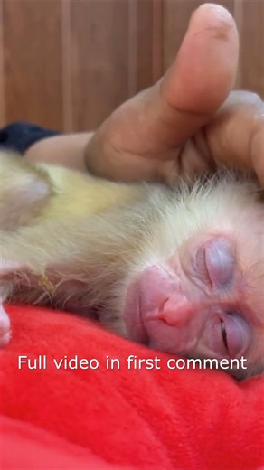 Newborn Baby Damatic Yawning For Noon Napping28 Full video in first comment | Monkey Wild