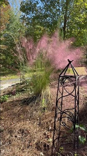 Beautiful grass for fall color🪴