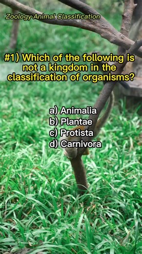 Animal Classification Quiz Check your knowledge with this short quiz on animal classification. Comment your score below!n. Comment your score below! #pexelsvideo #reviews #fyp #fypage #foryoupage #science #tiktok#trending #viral #viraltiktok