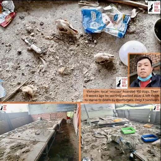 Vietnam: 100 Dogs Left to Starve For Two Months
