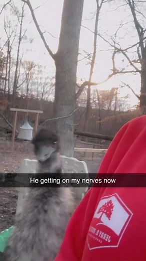 Emu Antics: A Nostalgic Look at Old Cart Critters