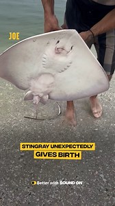 355K views · 421 reactions | A fishing trip to remember 殺 | Comedy JOE | Facebook