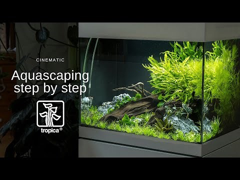 Planted Aquarium Aquascape Tutorial Step By Step - Cinematic