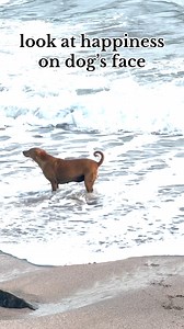 look at happiness on dog's face #HappyDog #DogJoy #SmilingDog #DogHappiness #JoyfulPup #DogLove #PuppySmiles #FurryFriend #DogLife #HappinessOnFourPaws #HappyPaws #DogGrin #DogBliss #DogsOfInstagram #Pawfect #TailWagging | Animal Helpline- Karuna Foundation