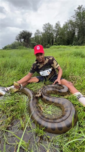 Serpent 🐍 on Instagram: "Ce serpent est lourd ! Essaye de deviner son poids 😂 Eunectes murinus ♥️ Green anaconda - le plus gros serpent du monde, ici 3,58m de pure puissance. . C’est un serpent avec un régime alimentaire varié, savais-tu qu’il mangeait des caïmans ? . . . #wild #anaconda #eunectesmurinus #snake"
