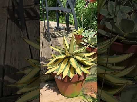 Agave make excellent container plants: large variety, low maintenance, and deer resistant