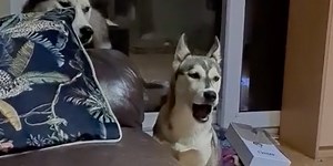 Dog mocks owner's laugh - and it may be the best thing you see on the internet today
