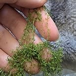 Fake Green Moss for Crafts 7 Oz Decorative Artificial Moss for Crafts Decorative Faux Moss Table Centerpieces Wedding Party Decor Fairy Garden Floral DIY