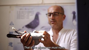 101K views · 682 shares | Meet 'Jef'.  Hugo Batenburg introduces the international winner of Barcelona 2019 bred by Jeroen & Stijn Rans (BE). He named the pigeon 'Jef', the same name as Nikolaas his son. | PIPA | Facebook