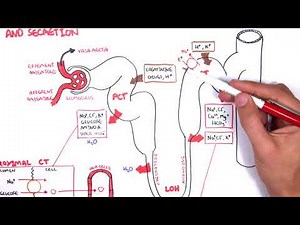 Nephrologie - Physiologie der Reabsorption und Sekretion • Film • Medizinisches Portal de.MEDtube.net