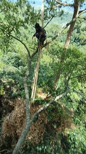 di tapuk odeng geyes #honey #ontario #maduhutanjawabarat | Sapna He Sapna