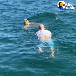 3.7M views · 57K reactions | Dad struggles against extreme currents to save a tangled up sea turtle's life  | The Dodo | Facebook