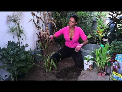 How to Fertilize Corn When Tasselling : The Chef's Garden