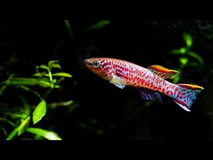 All Of My Aquariums! Bay Area Aquatics Fish Room Tour