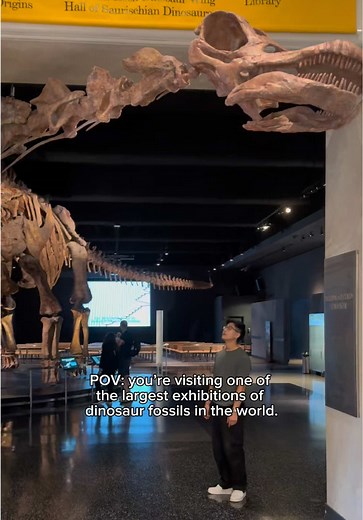 Explore Real Dinosaur Fossils at NYC Museum