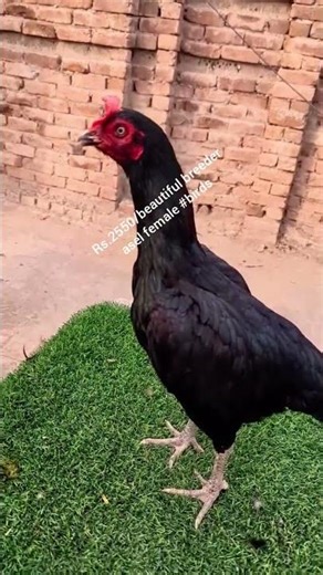 Talking Parrots and Exotic Birds For Sale | Must Watch 2025"ù #birdworld #superbparrot