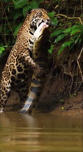 Tiger vs Python Showdown: Epic Pound Battle Unleashed! #wildlifeentertainment #animals