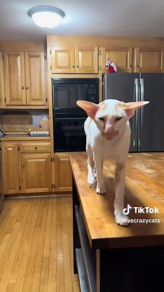 Winston the Cat's Adorable Honking Journey