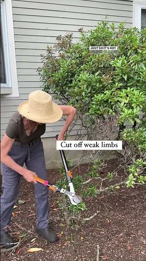 How To Prune An Unhealthy Azalea