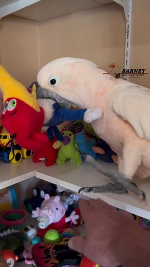 It’s Woody Woodpecker! 😂😂😂 #westcoastbarney #barneythewestcoastcockatoo