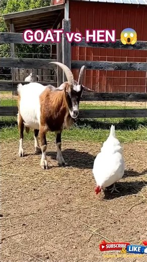 Goat vs Hen – Funny Face-Off 😂#ytshorts #shorts #Viral #Shorts #YtShorts #Hen #Goat #Desi #Comedy