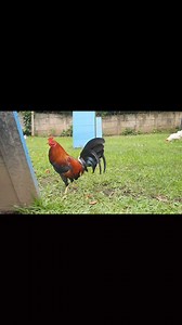 Asil graded... ⅞ sweater ⅛ Sonatol Asil #followerseveryonelivewire #followerseveryone #followersfbreels #highlights @highlight | Livewire Gamefowl