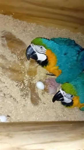 Insights into Macaw Hatching and Bird Life