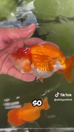 Adorable Baby Ranchu Fish - Watch Them Grow and Thrive