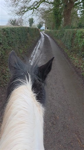 poor Sammie wasn't impressed with me riding Queenie 😂😂😂. #horseriding #horsesontiktok #hacking #drivinghorses #horse