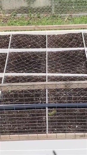 How To Keep Squirrels Out Of Raised Beds