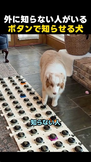The smart dog that used a button to tell me someone was outside