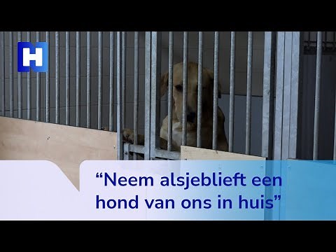 Dierenasiel in Zaandam zit bomvol honden, werknemers zijn radeloos