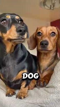 How Old Is Your Dog in Human Years? (Dog Age Calculator Explained) 🐶💥