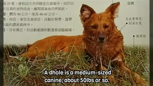 World Dhole Day and Endangered Dhole 世界爱豺日和濒危的豺 英文字幕1