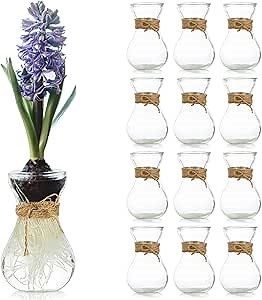 Small Glass Vases for Centerpieces - Hewory 12pcs Clear Mini Hyacinth Avocado Growing Bud Vase Bulk, Cute Tiny Flower Bulb Forcing Plant Containers Set for Wedding Home Living Room Table Decorations