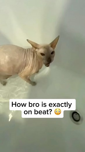 My Goofy Floofy on Instagram: "When your little kitty has impeccable rhythm and decides to join the music video for ‘Fin’ by Travis Scott. 🎶🐾 As if the universe aligned perfectly, this tiny feline meows right on beat with the track, proving once and for all that cats might just be the next big thing in music. 😂🐾🐈 Share and comment if you like cats. Credit unknown. Please DM us for credit. #cat #catlover #cutecat #funnycat #meow #catmeowing #catsinging #travisscott #music"