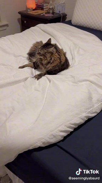 Funny Cat Meme Compilation: Busted Moments with Worley