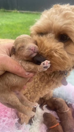 Spoodle introduction. If you would like information on these puppies, let us know. Thanks 0417860097 | South Australian Oodle Breeder