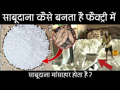 साबूदाना कैसे बनता है? | Sabudana Making Process In Hindi