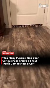 A group of overly curious puppies discovers a small gap under the door and immediately treats it like a group invitation. One by one, tiny noses and paws squeeze in, forming what looks like an organized inspection team focused entirely on the mysterious cat inside. The cat, meanwhile, appears unimpressed by the sudden crowd. #PuppyCuriosity #CutePets #FunnyAnimals #PuppyLife #CatVsDog PetMoments WholesomeContent AnimalReels puppies, curious puppies, cat behind door, puppy faces, door gap, cute a