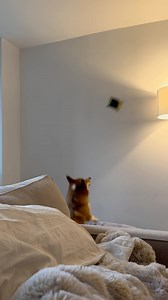 436K views · 10K reactions | I’m convinced he was a basketball player in his past life ️ | Dash & Lili The Corgis | Facebook