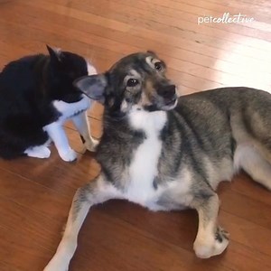 218K views · 3.9K reactions | Caption This Odd Couple Moment... | Try Not to Laugh | Facebook