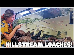 The MOST adorable algae eaters for a river aquarium!