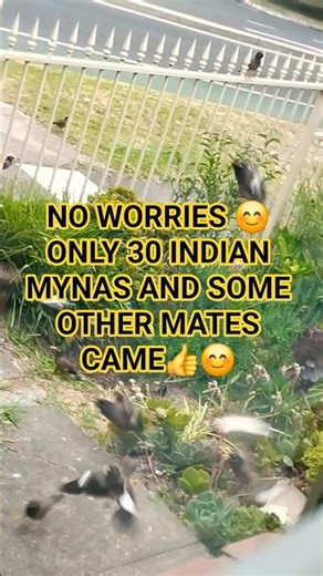 No worries 😊 only 30 Indian mynas and a couple of mates came 😁👍