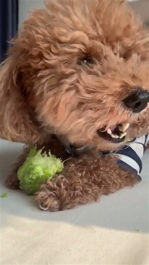 The cauliflower clapper that is worth more than gold silver and money#Dog dog dog#Cute Pet