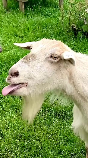 Funny Goat Commentary | Ozzy Man Reviews